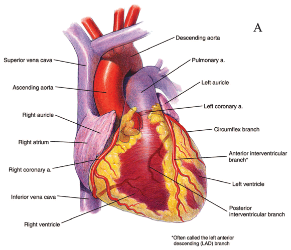 Anterior view of the heart Anterior view of the heart