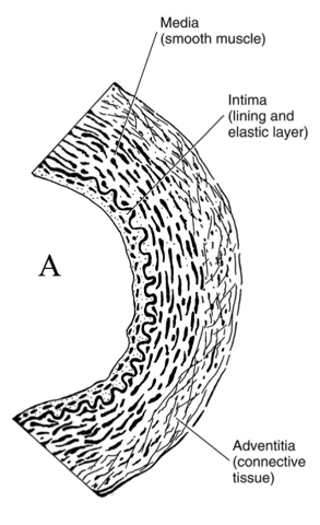 Artery Micro-Structure Artery Micro-Structure