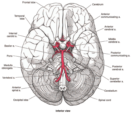 Base of brain Base of brain