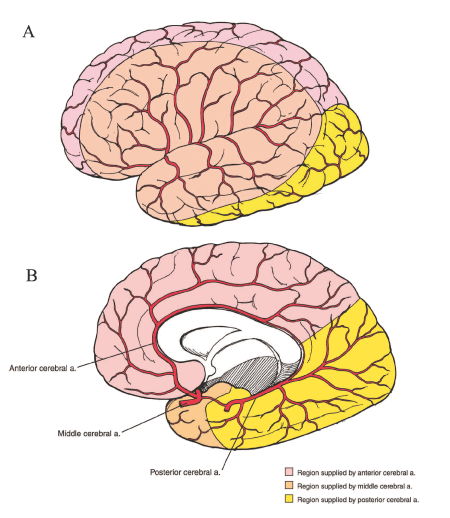 Circle of Willis Circle of Willis