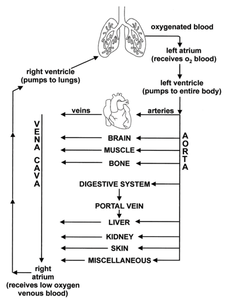 Circulation of blood Circulation of blood