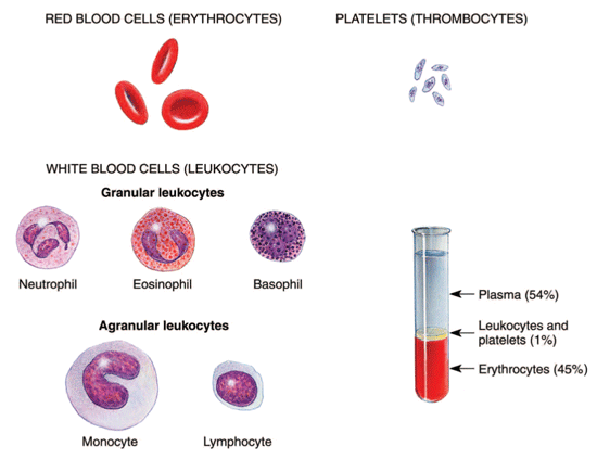 Composition of blood Composition of blood