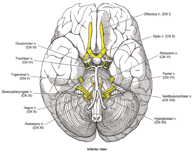 Cranial nerves Cranial nerves