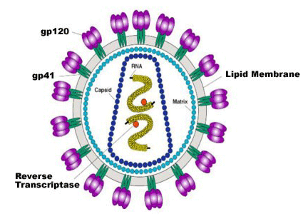 The HIV-1 Virus The HIV-1 Virus