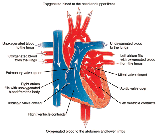 The heart during contraction The heart during contraction