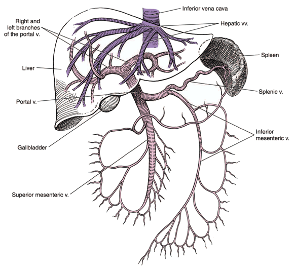 The portal venous system The portal venous system