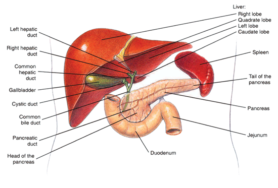 Liver, pancreas, and duodenum Liver, pancreas, and duodenum