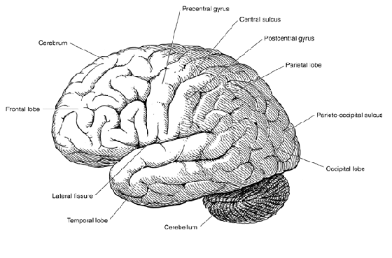 Outer cerebral cortex of the brain Outer cerebral cortex of the brain