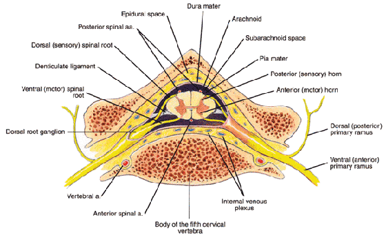Interior view of the spinal cord Interior view of the spinal cord