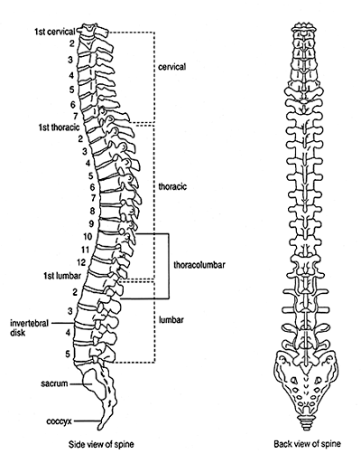 Normal human spine Normal human spine