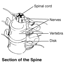 Spinal cord and nerve roots Spinal cord and nerve roots